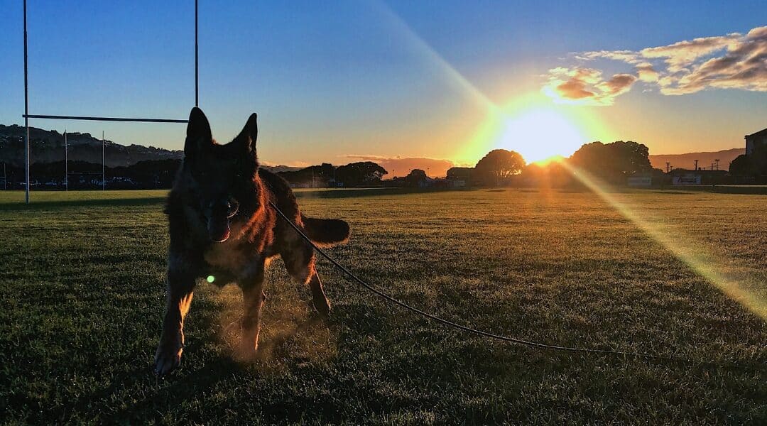 Zeus, a German Shepherd, enjoying a walk at sunrise on a grassy field with rugby posts in the background.